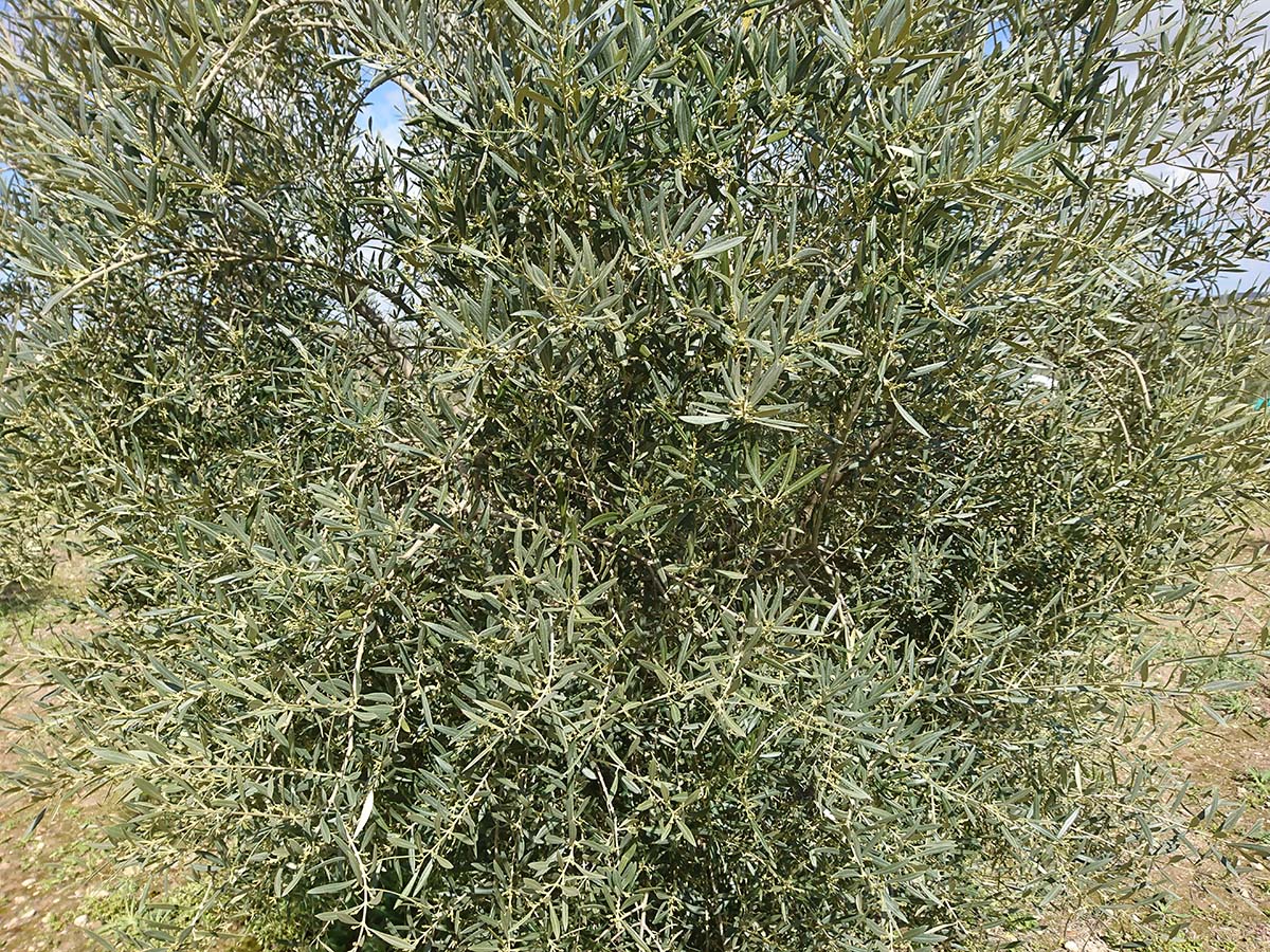 bodegaslaurora's tweet photo. Lanzamos a la venta nuestro nuevo Aove Molino del Duque Hojiblanca 2024, 100% elaborado con esta variedad de aceituna que tanto gusta a nuestros clientes. Prepárate para la Semana Santa y llena tu despensa del oro líquido de nuestra tierra. 💚👌https://t.co/EcOKSjoEqf https://t.co/eMBVPALtq4