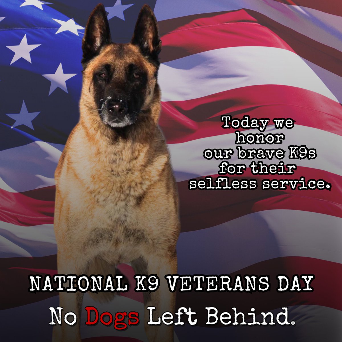 On National K9 Veterans Day, we honor the selfless service of our K9 military dogs. Thank you for your service! 

#nodogsleftbehind #freedom #protection #selflessservice #k9 #malinois #nationalk9veteransday #servicedogs