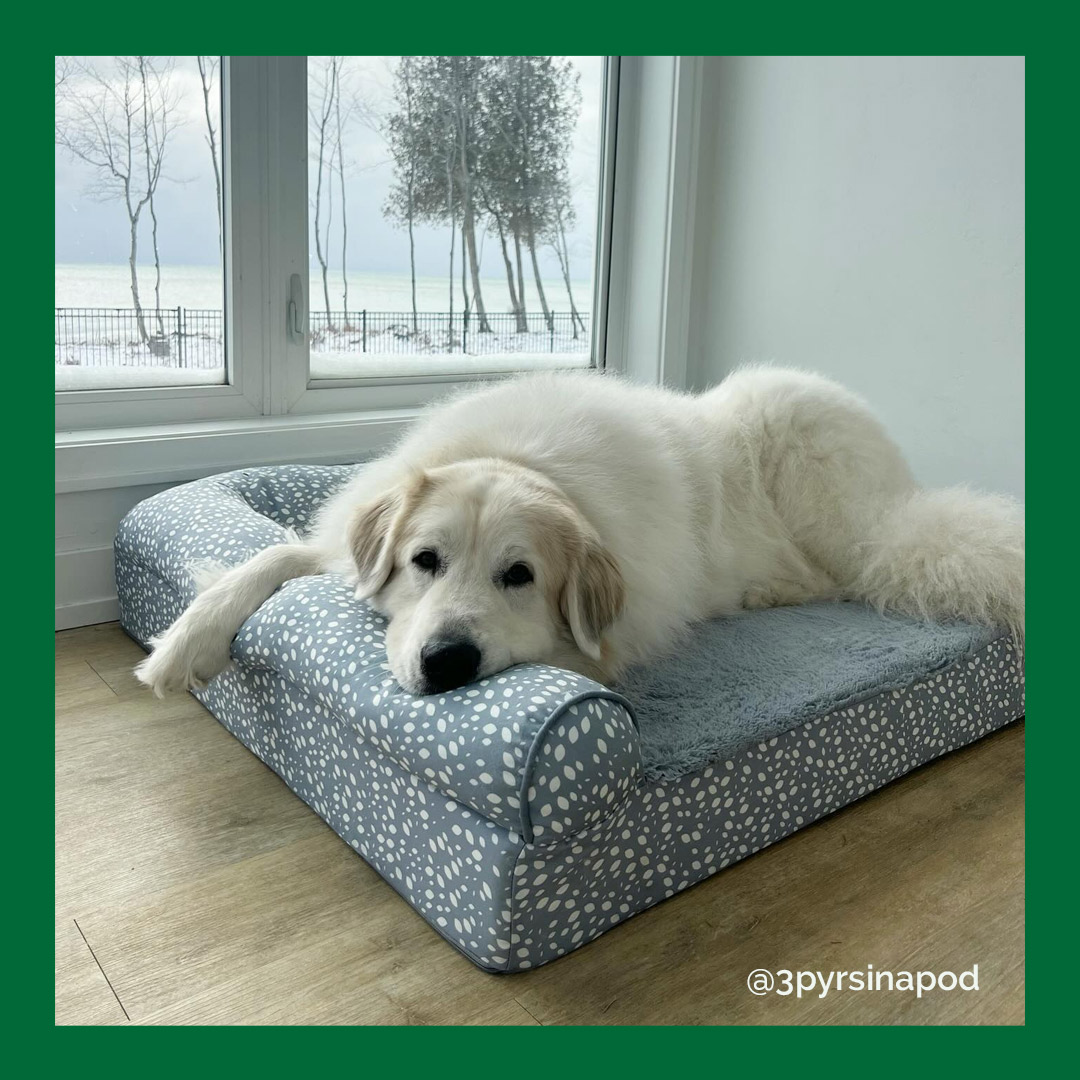 furhavenpet's tweet photo. Are you staying cozy out there? Spring days are near! ❄️😎
📸 3pyrsinapod on IG

#furhavenpetproducts #furhaven #dogbed #pyrenees https://t.co/77rhGKBNL9