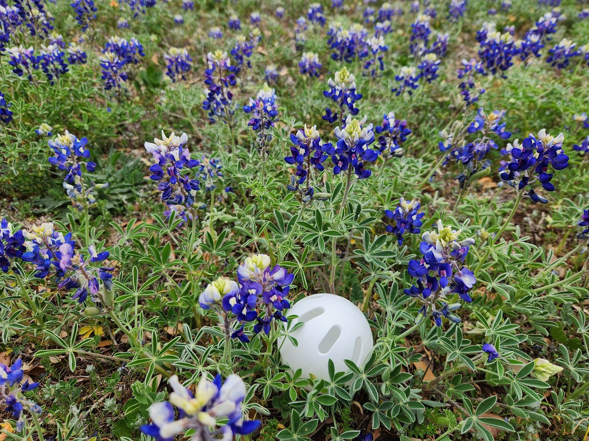 Spring is here....so is Wiffleball season.