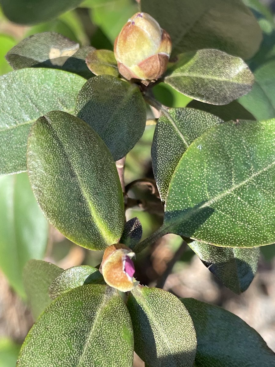 virgifar's tweet image. Came across these beauties while working in the yard. #ReadyForSpring