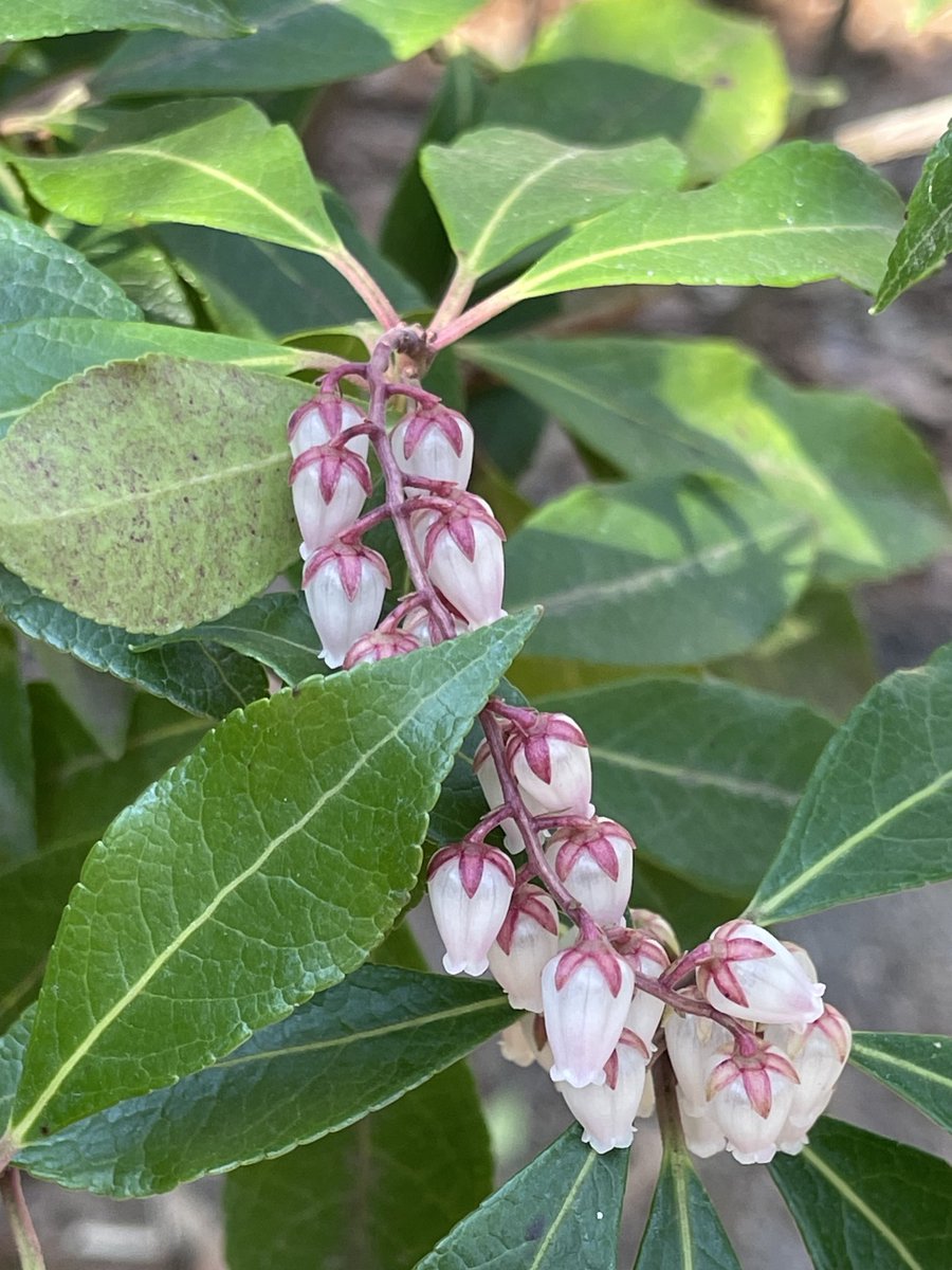 virgifar's tweet image. Came across these beauties while working in the yard. #ReadyForSpring