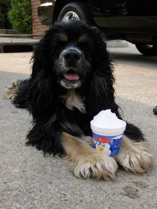 Ranger is always up for a day at Lupton! <a href="/TCU_Baseball/">TCU Baseball</a> <a href="/RolleTolle49/">Payton Tolle</a> #barkatthepark
