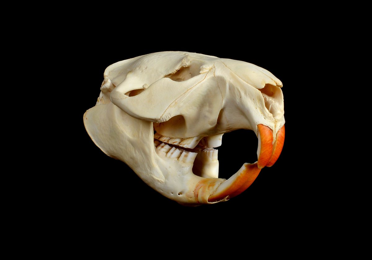 mightytapir's tweet photo. Hahaha, never underestimate the tooth of a rodent!  Surely if our incisors can break through a snail we can slice through a worm.  Tonight we attack!! Tonight we show why we are the longest-living rodent of them all!!!  Tonight we show the glory of #teamporcupine ! #2024mmm https://t.co/qmpy47Hgtd
