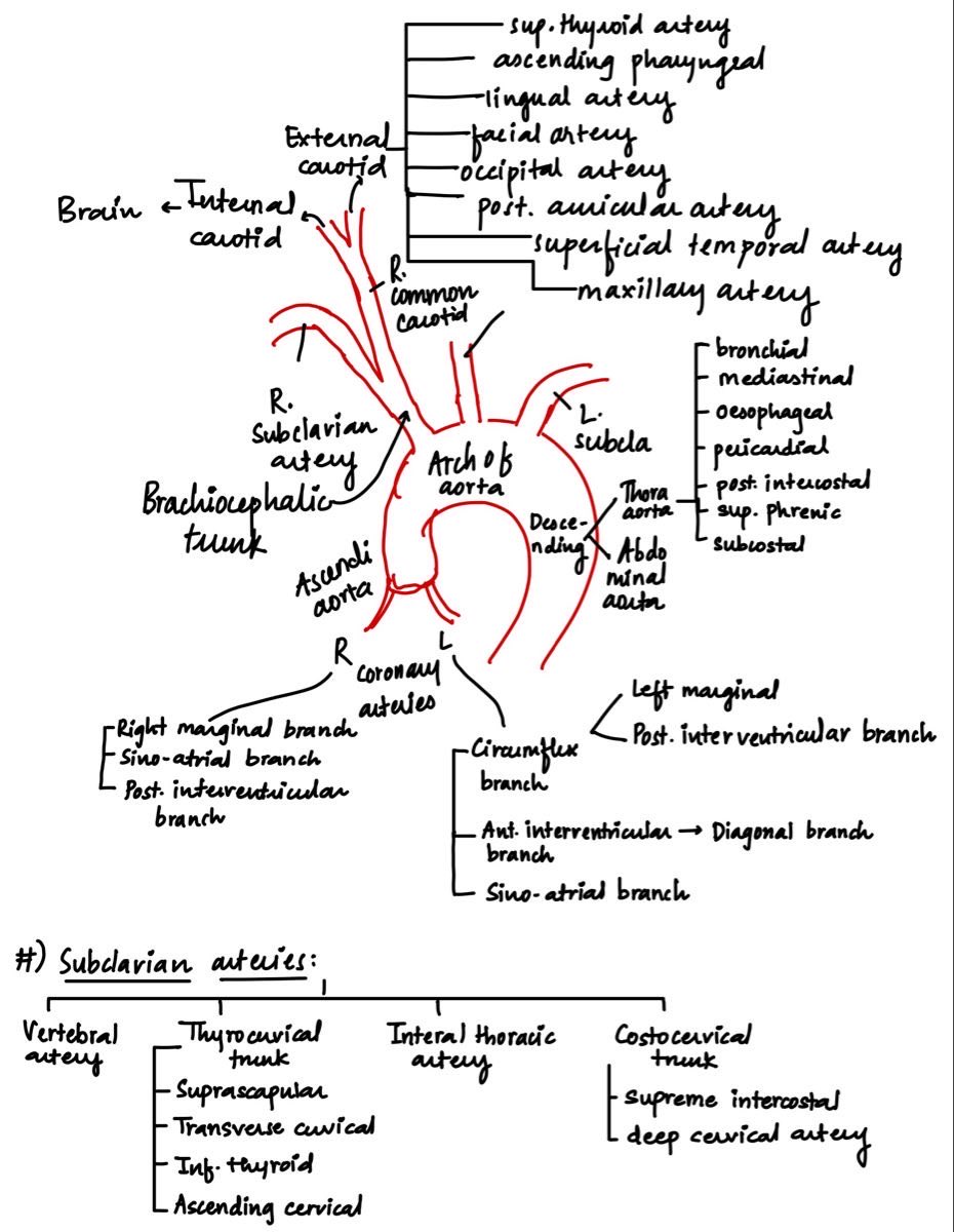 OGdukeneurosurg's tweet photo. Aortic anatomy https://t.co/W4FwOA5yjE