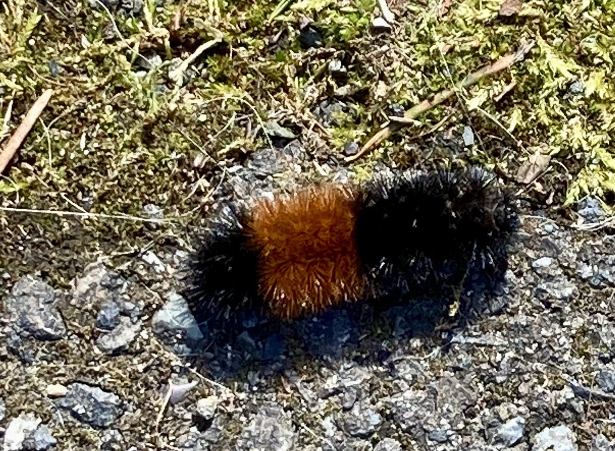 Spotted this woolly bear caterpillar today while walking at Fort Steilacoom Park in #Lakewood. It’ll turn into an Isabella tiger moth. (See image in comments.) #pnw