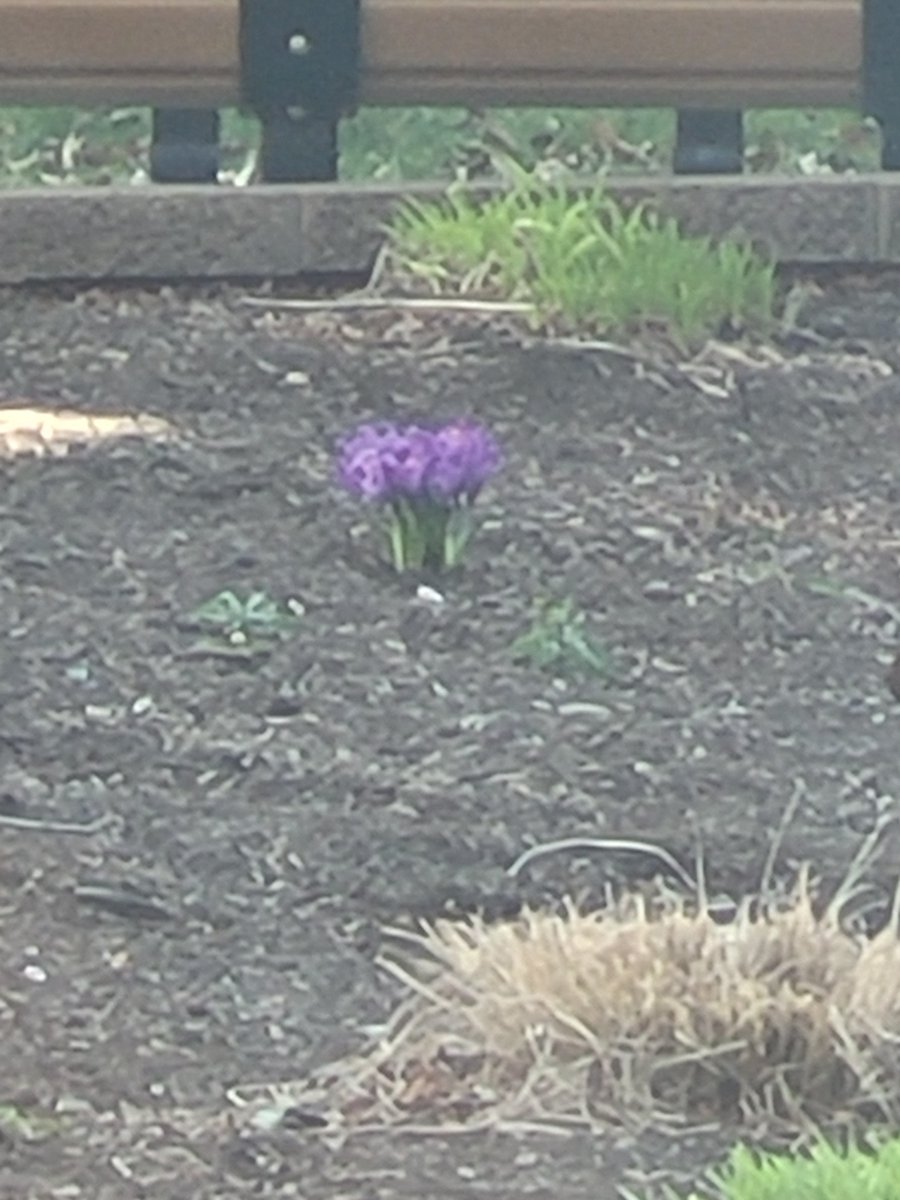 Praising God for the crocuses coming out as a sign of spring!

 #GodsPraiseRoom