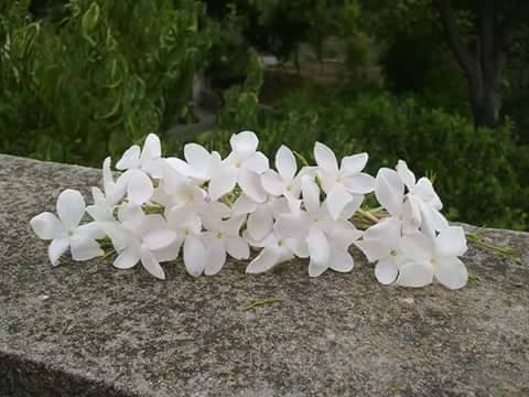 ٱنا لا ٱعرف ٱحد منكم ولكنى ٱهديكم 
الزهور هذه لتطيب قلوبكم 🤍..
اللهم ٱرضيكم وٱجعل هذا الشهر 
جبرٱ لى .. ولكم ❤️" 

تصبحون_ع_حياه_ٱجمل#