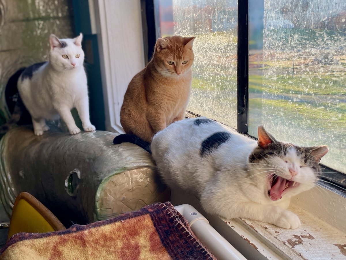 'Cats have proven the earth is not flat. If it was they would have knocked everything off by now.'
'That's a riot!' - Shaw
'It's not THAT funny.' - Marigold
'The earth's not flat?!' - Tig
😸😸😸
#cats #va #virginia #pets #cute #dc #friday #fridayvibes #GoodVibes #StraysOfOurLives