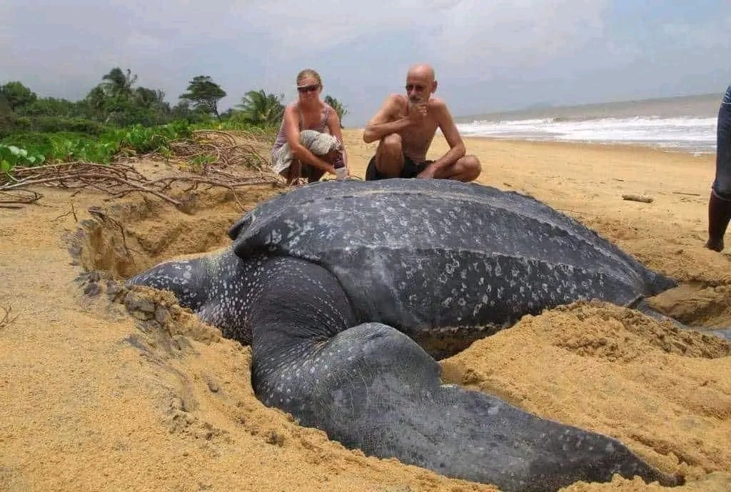 fopminui's tweet image. World’s Largest Sea Turtle Emerges From The Sea And It Is Amazing
Sea turtles are majestic creatures and this one spotted by tourists on a beach is the world’s largest. The Leatherback Turtle was seen emerging from the sea in an unknown location, resting in the sand and then…