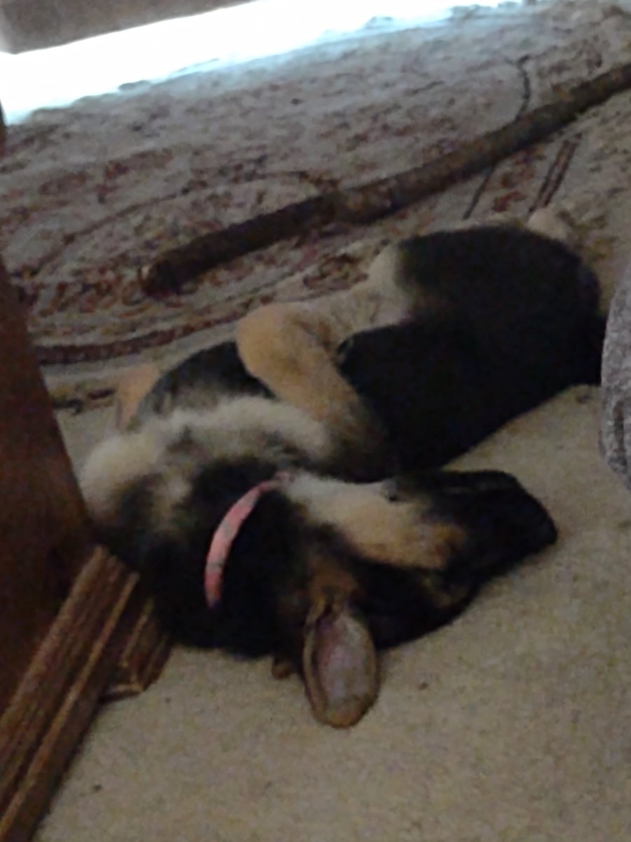 MoonRazor6's tweet photo. Bein' a Puppy is hard work, so you gotta grab your naps when/where you can.
👍🤣😂🤣

#Athena 
#UpsideDownPuppy 
#RackedOut https://t.co/ODnB11Oi1s