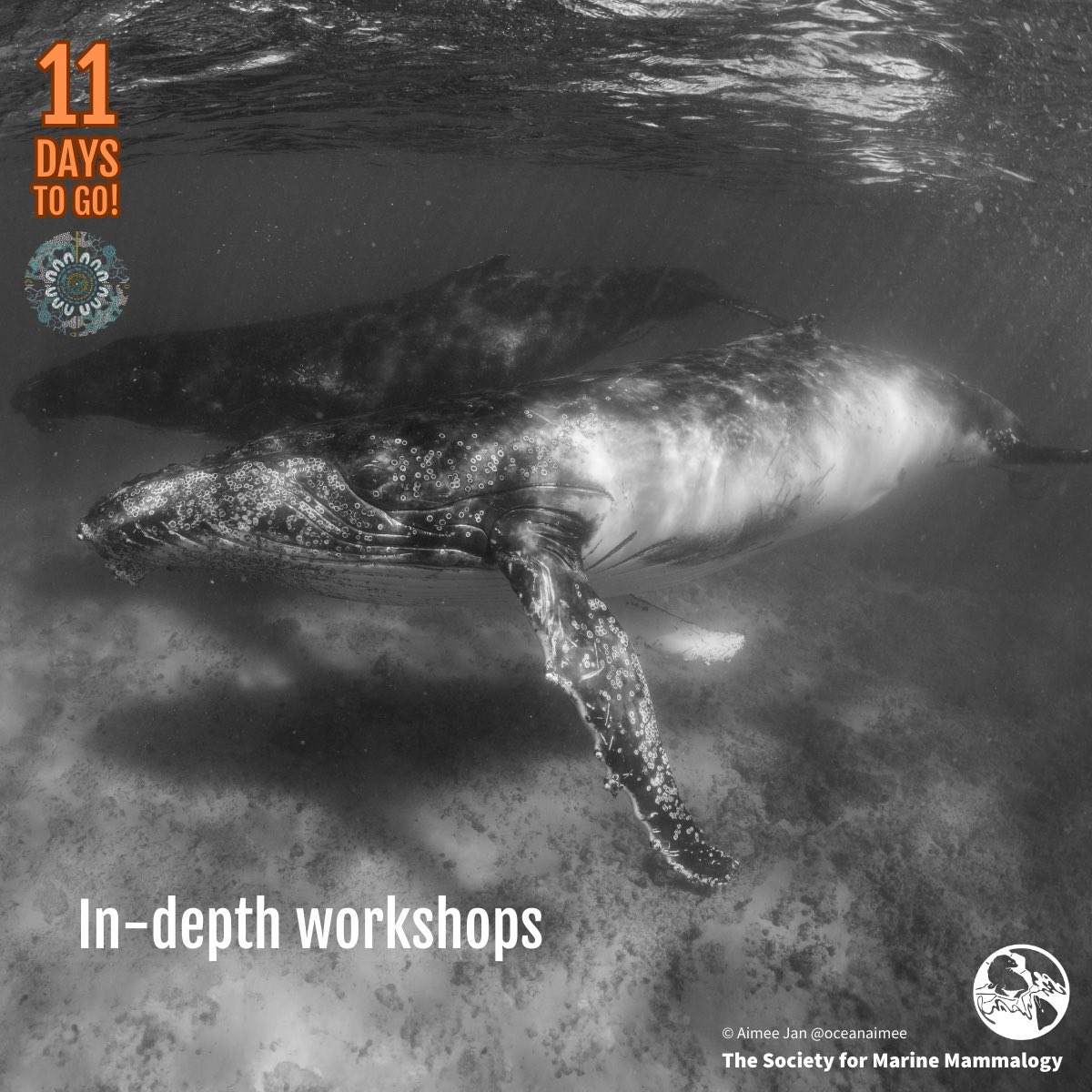 The countdown is on to submit / sign-up for #PerthSMM2024 by 26 March! Join a special workshop weekend for in-depth sharing and learning. Apply to host via smmconference.org #SMM2024 #MarineMammalScience Photo: Aimee Jan @oceanaimee_