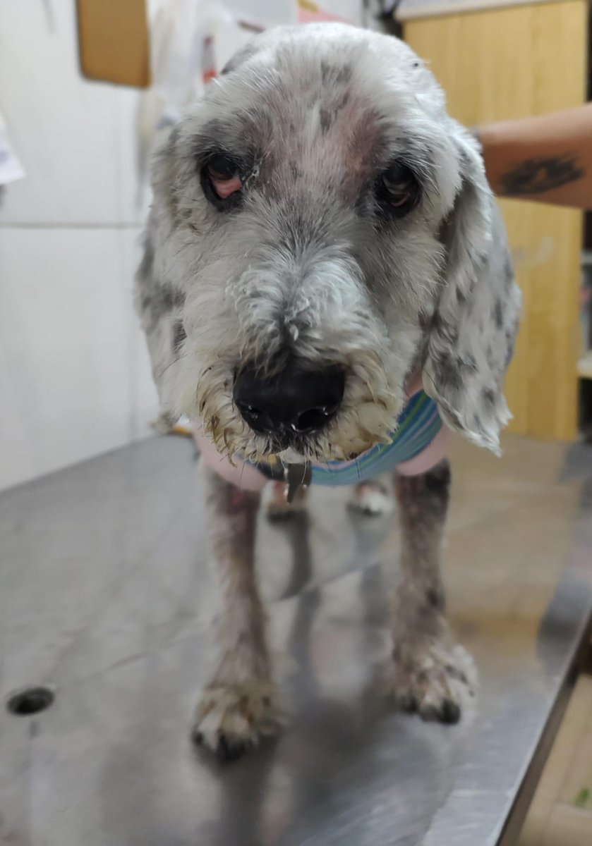 abrigojoaorosa's tweet image. 🐕 Notícias da Michelle 🐕

Nossa pintadinha mais que especial está com uma massa na mama e precisará passar por cirurgia para retirada.

Como todos sabem, ela é uma das nossas cadelas com mais problemas de saúde.