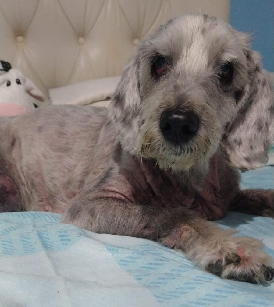 abrigojoaorosa's tweet image. 🐕 Notícias da Michelle 🐕

Nossa pintadinha mais que especial está com uma massa na mama e precisará passar por cirurgia para retirada.

Como todos sabem, ela é uma das nossas cadelas com mais problemas de saúde.