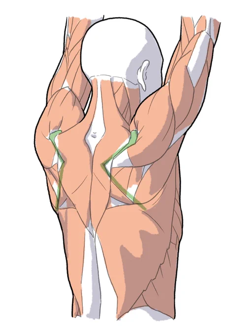 肩甲骨さがし 