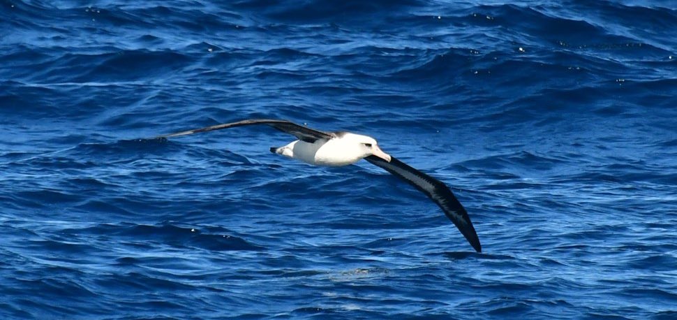 HazeloftheShire's tweet photo. @naturetrektours’ Baja and the Sea of Cortez trip is not just great for whales and dolphins, there is a fantastic variety of bird life too. Over 150 species were spotted on the last trip, including some endemics and rarities for the region. https://t.co/0bCvnrk4V4