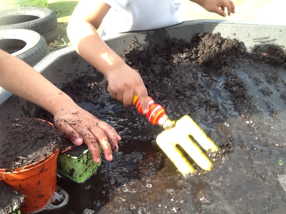 Science Week and our story this week has been Jasper's Beanstalk.  We have been planting our own beans.  We also had the added excitement of the chicks being in school. <a href="/SummerswoodPS/">Summerswood School</a>