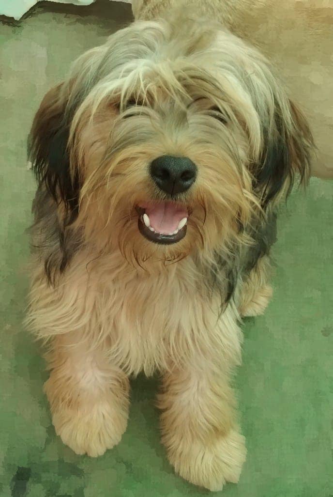 Hermoso perrito en adopción. No sabemos si se perdió o lo botaron. Lo más probable es que haya sido abandonado. Ahora está peluqueado, castrado y con chip. Si deseas adoptarlo, llama al +56998885108. Se encuentra en Las condes. Favor RT!
#Santiago