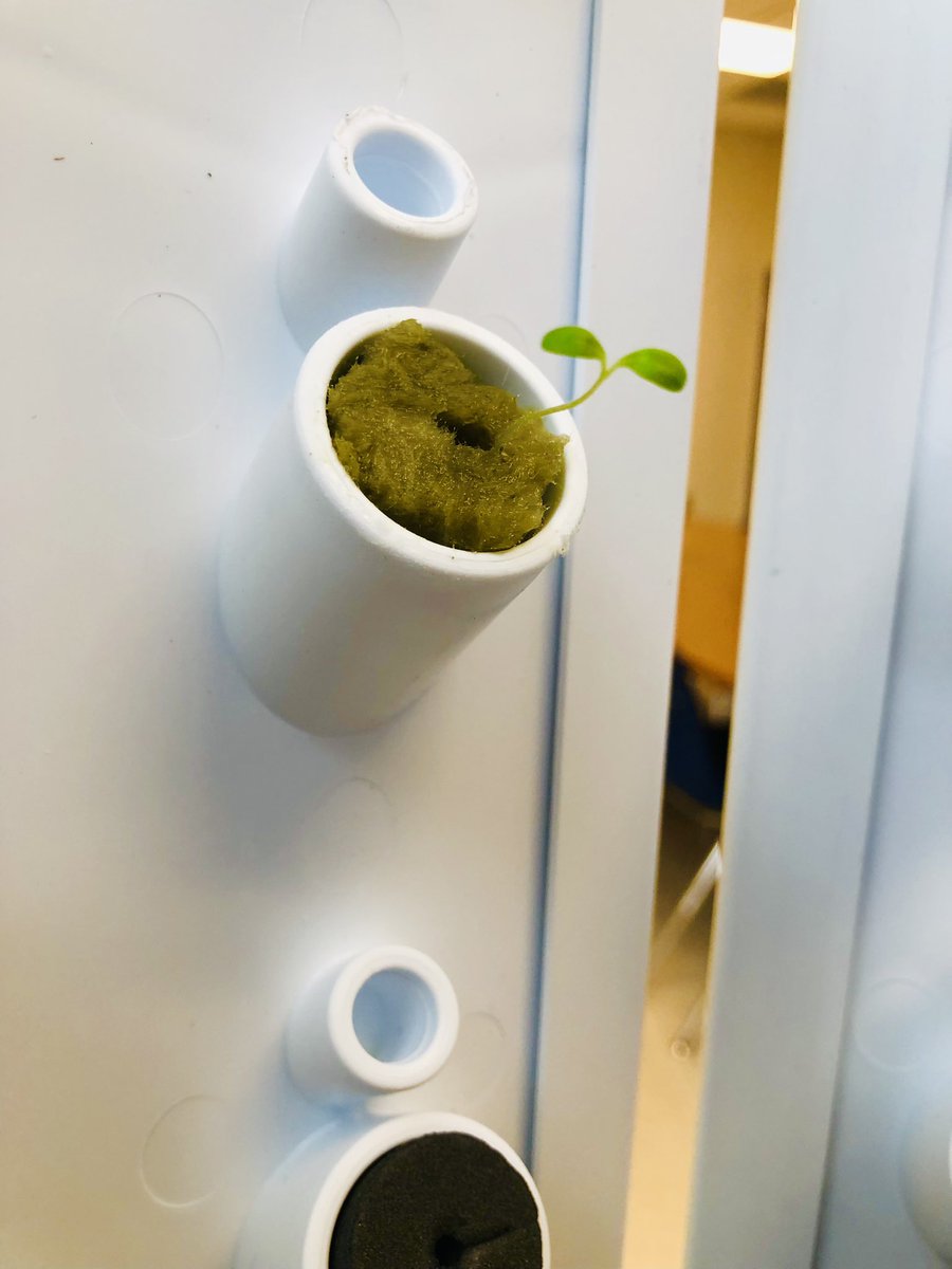 KenstonCafe's tweet photo. Wow they grow up so fast!! Getting ready to harvest some fresh lettuce and other herbs grown in house at Bomber Cafe! 🥬😊⭐️#BomberFuel @ForkFarms @anneforkfarms https://t.co/siAFsTwrqj