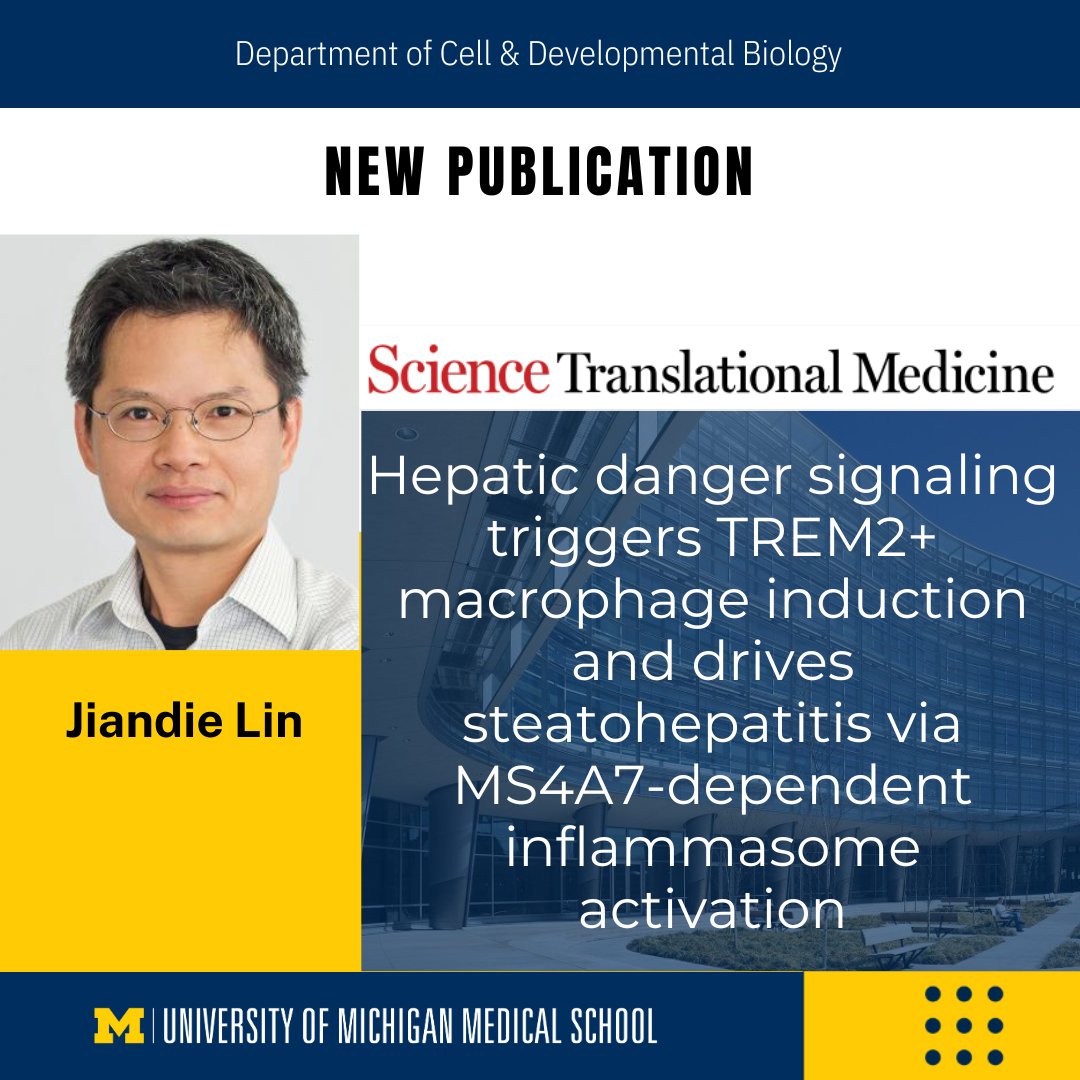 New Publication from the Lin Lab! 'Hepatic danger signaling triggers TREM2+ macrophage induction and drives steatohepatitis via MS4A7-dependent inflammasome activation,' has been published in Science Translational Medicine. @UMLifeSciences @UMCDB science.org/doi/10.1126/sc…