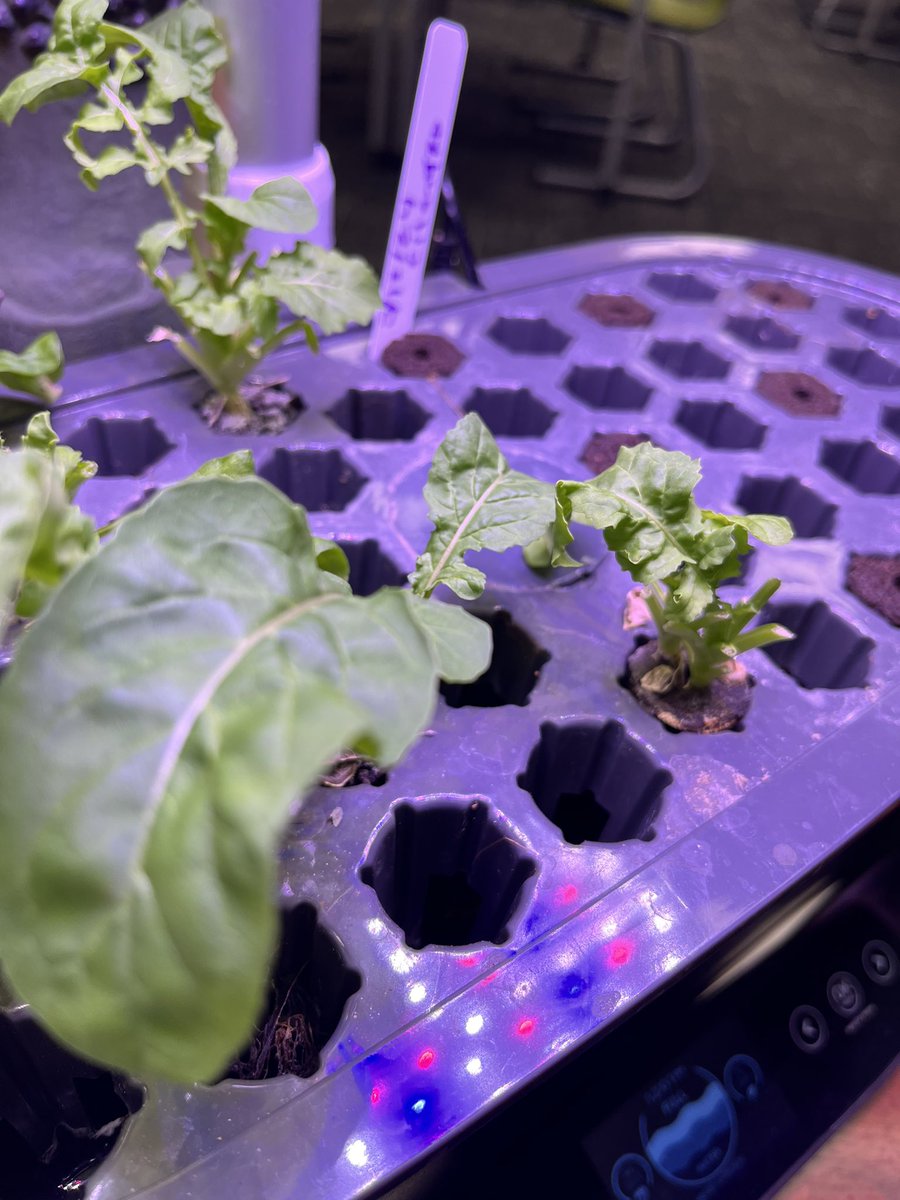 MakerTomasLib's tweet photo. We are growing green veggies and herbs currently in the Makerspace. 💚 Libraries are multifunctional if you have an open mind. https://t.co/nZMSflANn2