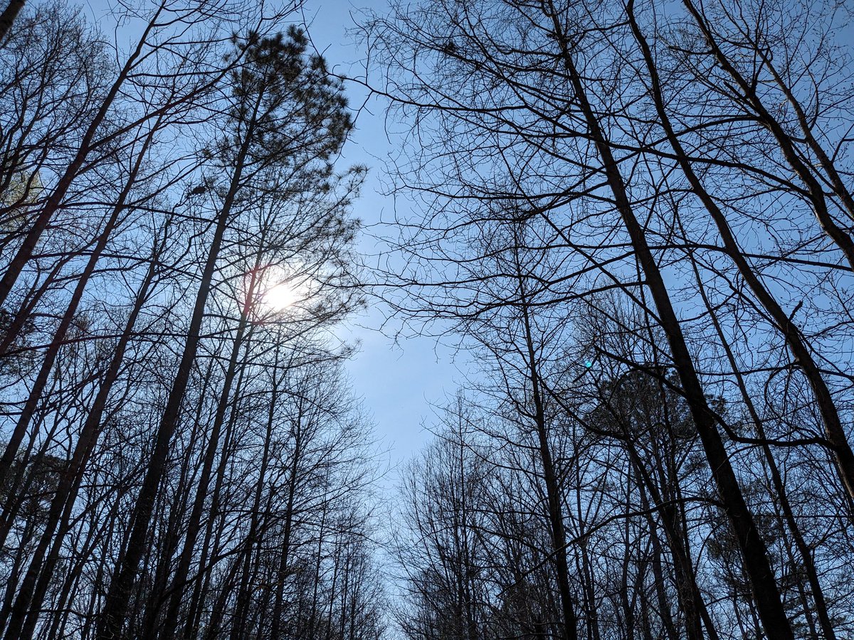 USAS_WW1's tweet photo. 4/ Currently, I can see far into the woods and high up into the sky. Soon, most of this will be blocked by a remarkable wall of lush, cooling, delightful green. #Forest #natured #trees #beautiful https://t.co/aHNqux4q2P