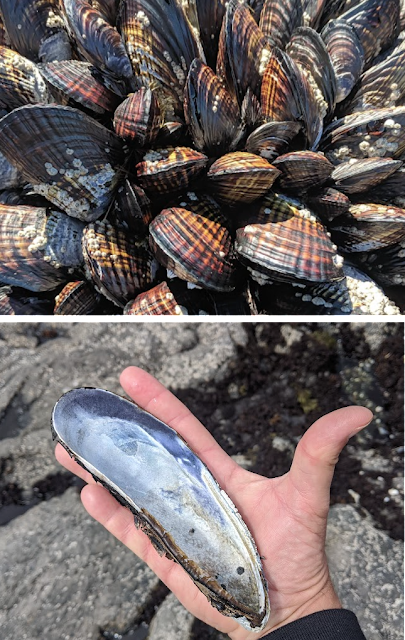 The final post about mussels and their amazing mimicry. If you hadn't seen it, the level of fakery would be hard to believe. Join the discussion! #TheJoyOfSearch #SearchResearch searchresearch1.blogspot.com/2024/03/part-4…