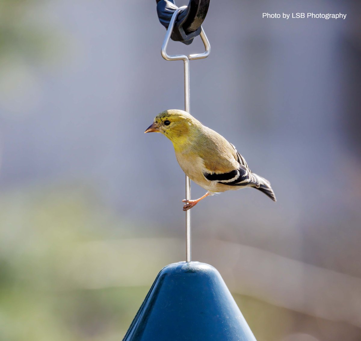Bromebirdcare's tweet photo. As the sun warms up, watch the Goldfinches transition from winter gray to radiant yellow. #SpringIsComing #GoldfinchGlowUp #squirrelbusterplus #birds #birdfeeding #birdwatching https://t.co/fhEKd63mil