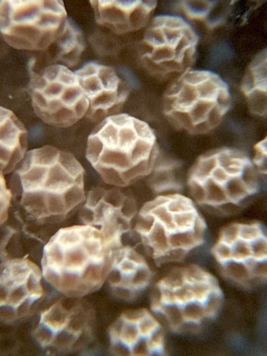 3年前に買ったタイ産のホウネンエビの耐久卵を冷蔵庫の片隅から発見。耐久年数とかあるのかな？とりあえず孵化させてみよう, 顕微鏡で見ると乾燥してシワシワなのがわかる。 　 #ホウネンエビ