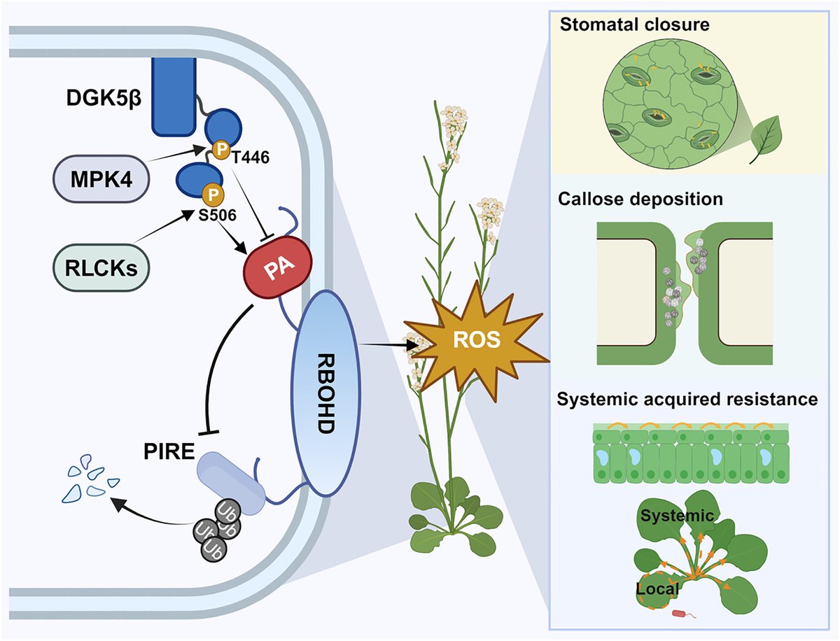 Plant cellular messengers mobilized to defend. Sun & Zhang highlight works in @cellhostmicrobe @CellCellPress investigating DGK5-mediated phosphatidic acid in regulating ROS signaling and plant immunity cell.com/cell-host-micr… cell.com/cell-host-micr… cell.com/cell/fulltext/…