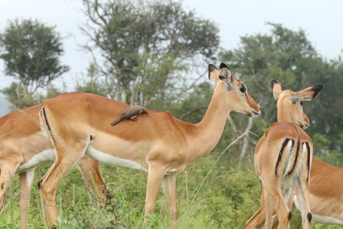 DestnRwanda's tweet photo. Oxpeckers feed on parasites such as ticks and other insects found on the impala's skin, helping to keep the impalas clean and free from pests.
Explore AKAGERA NATIONAL PARK with us!
#visitrwanda #akageranp #rwanda #explore #nature #wonderlust #birdwatching #travel #fyp #wildlife https://t.co/zZjWM9CDne