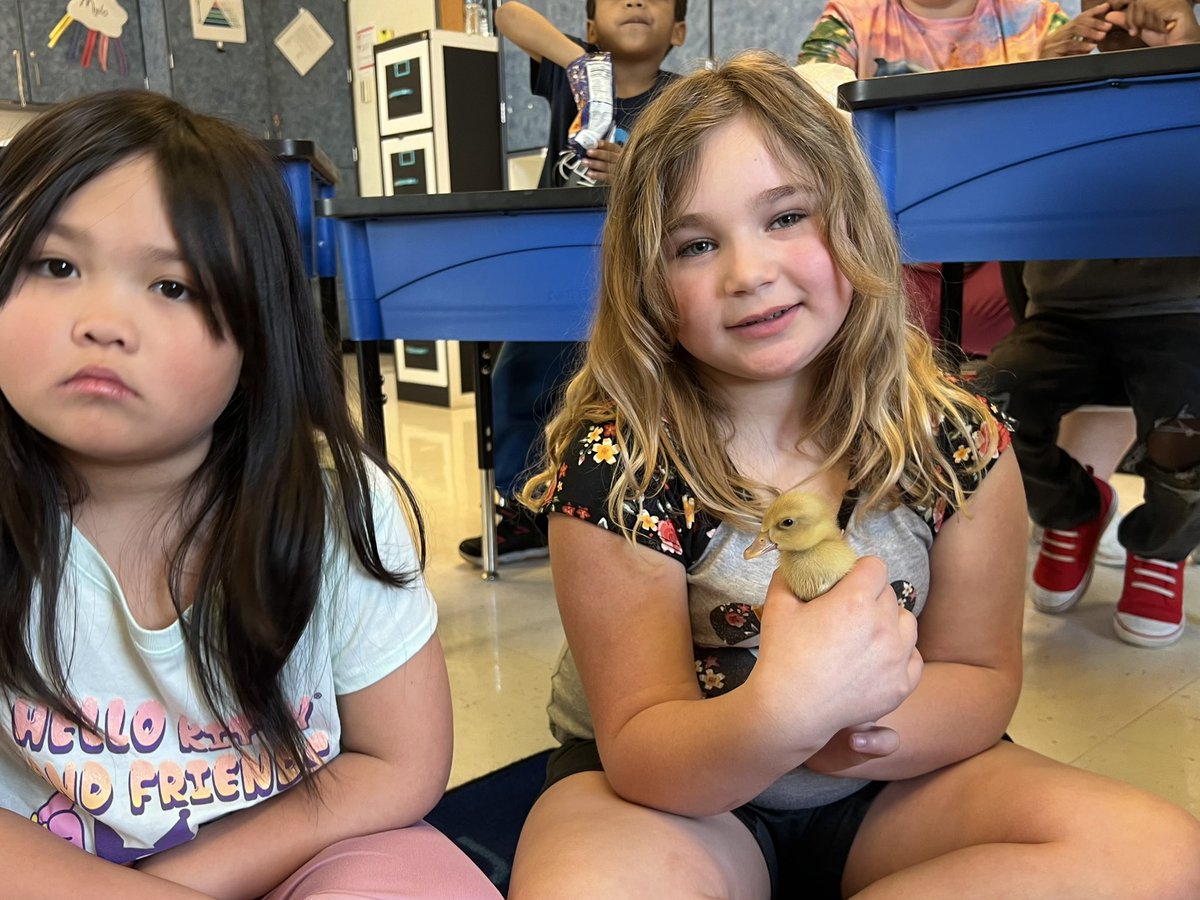 What’s better than visiting baby ducks in Spring!! Thanks Ms.Miles <a href="/ChanceyChat/">Chancey Elementary</a>