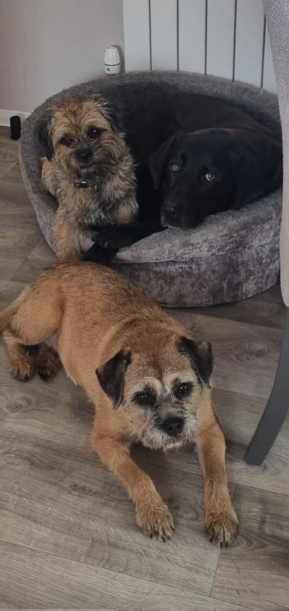 Attlee's mum amd sister. #borderterriers #btposse