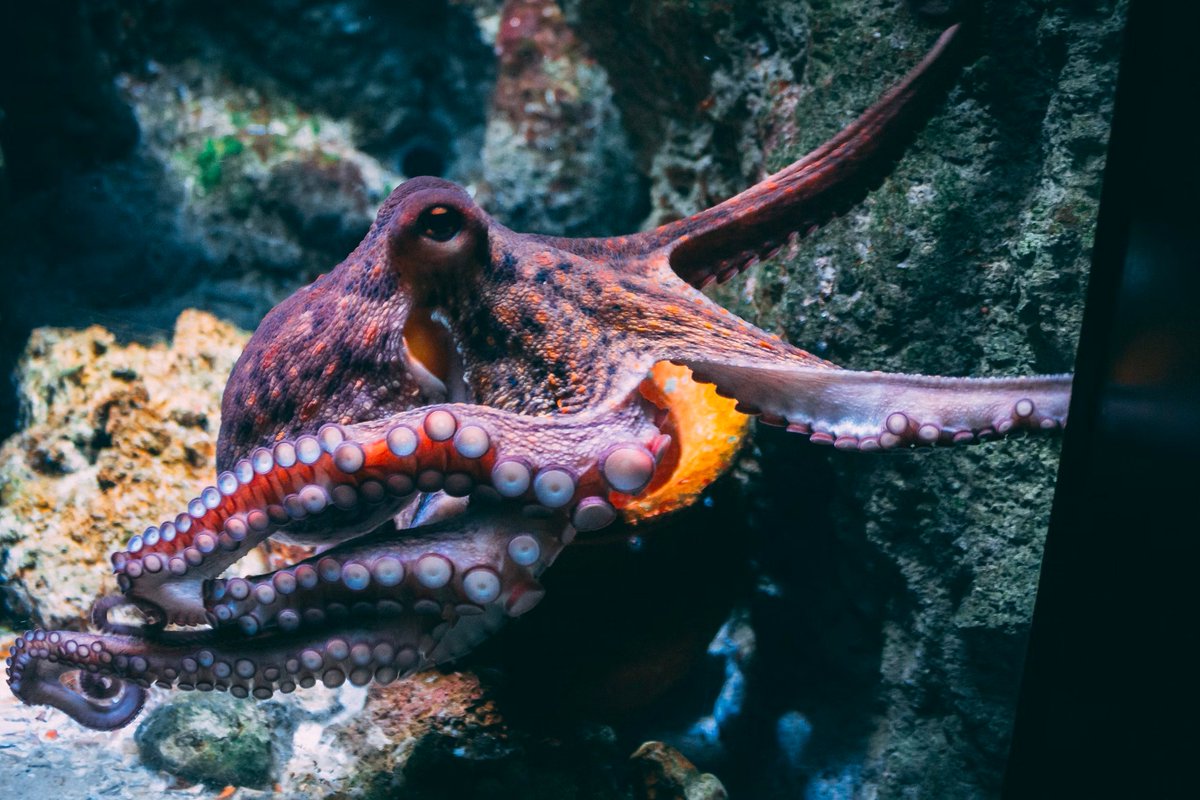 Washington state just passed the nation's first ban on octopus farming! To most people, octopuses inspire awe and wonder. To factory farmers, they inspire greed and cruelty. It's the 21st Century. We know enough to know we shouldn't factory farm new species.