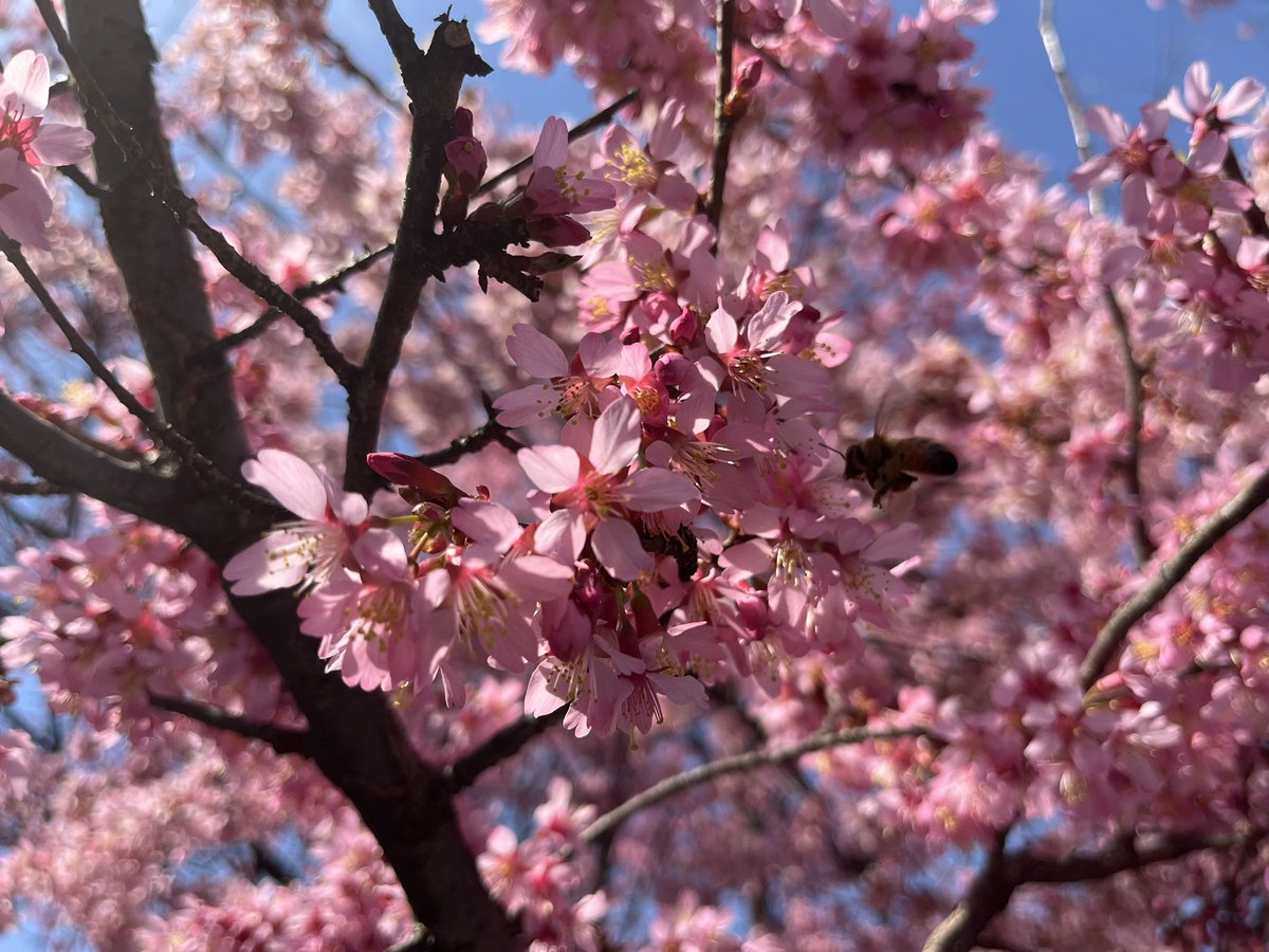 Spring has come quickly in Irvington, NJ where trees are already blooming.  I hope it’s not too soon but it’s a wonderful rebirth of life.