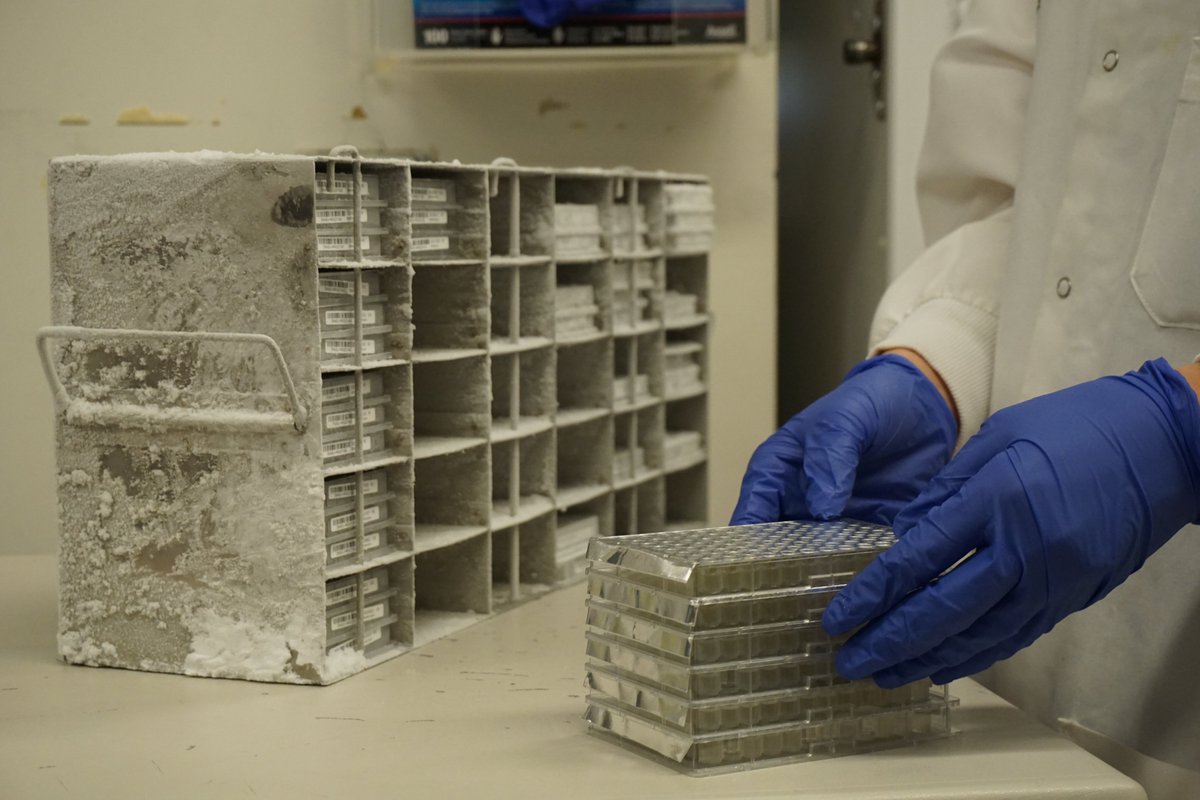DNASUPlasmids's tweet photo. Our ice box freezer preserves DNA plasmids, securing the keys to future breakthroughs.❄️🧬

#preservingDNA #DNA #DNASU #research #science #DNAlab #asubio #plasmid #plasmids #biodesign #sciencelab #dnaplasmid #plasmidrepository #asubiodesign #biodesigninstitute https://t.co/FsmABIT9Nk