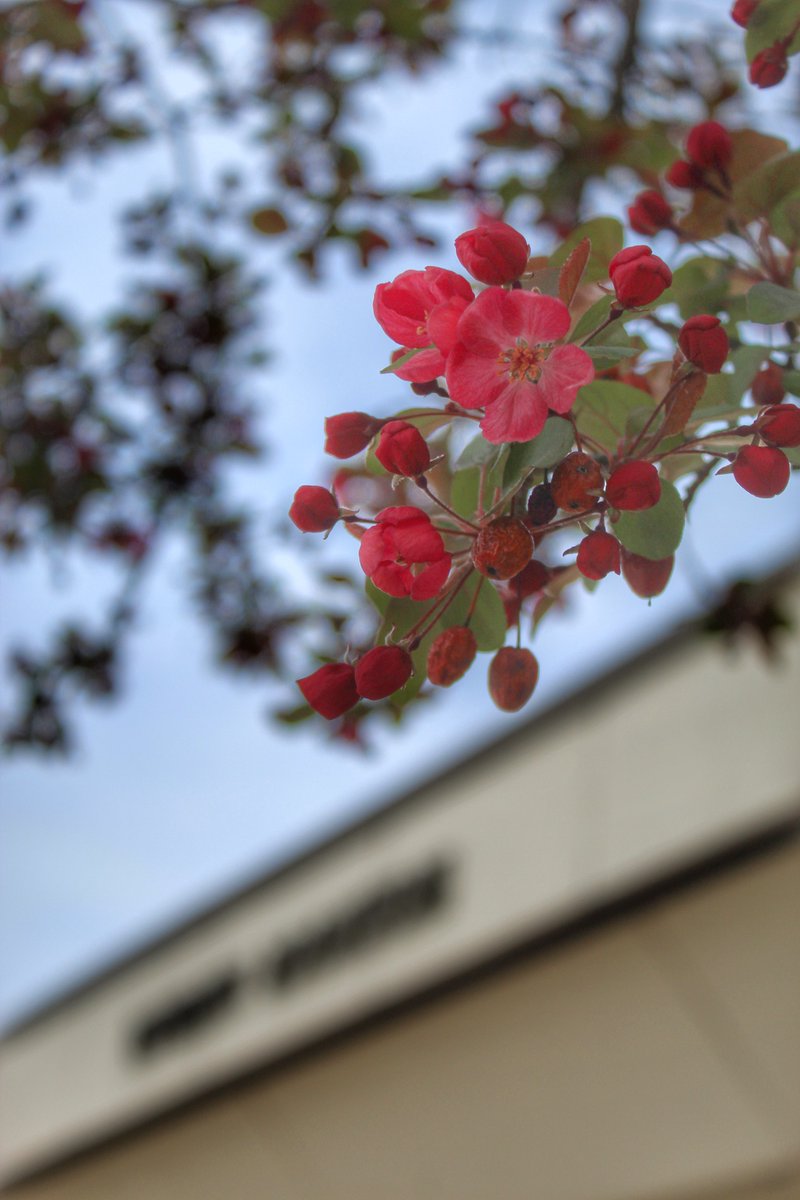 MoStateBkstore's tweet image. The bookstore is blooming! 🌞🌿🌸
Happy spring bears

#MoStateBookstore #GoBears #FirstDayofSpring