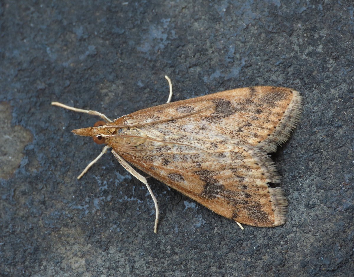 Weymouth: moth trap less than inspiring but RDP and Dark Sword-grass gave a little hint that something might be going on...@MigrantMothUK