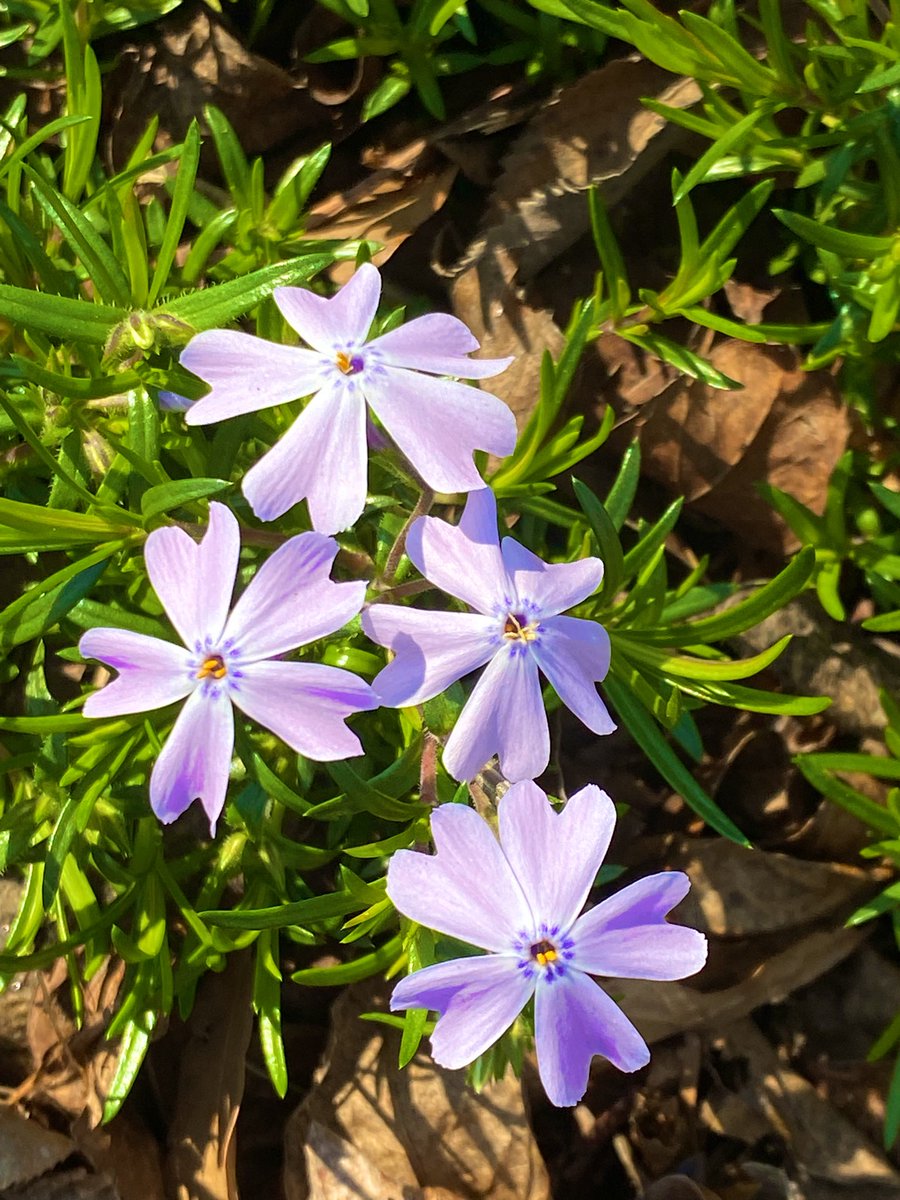 Tiny&Beautiful #tinyflowers