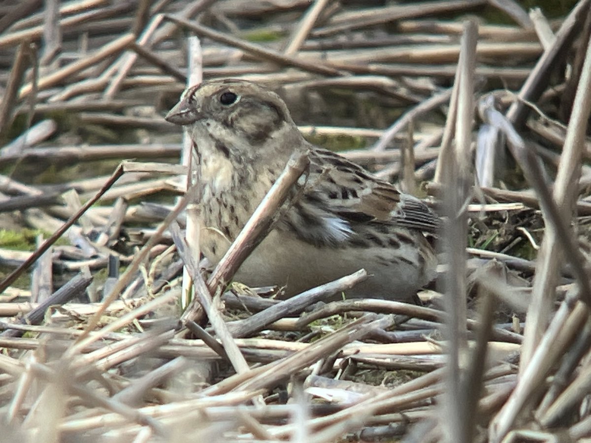 An early start this morning at Bempton with at least a dozen Puffin, then onto Burton Riggs for Red-necked Grebe & within 10 minutes of scanning vast stubble fields at Filey got good views of Lapland Bunting, then 2 ringtail Hen & a male Marsh Harrier on my survey site