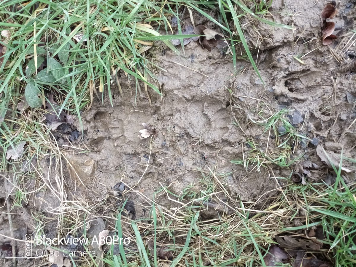 Trinkle96619465's tweet photo. #GoodToSee itโs good to see foot prints of badgers & muntjacs still here even though the builders are near. https://t.co/9nGcWH9jnb
