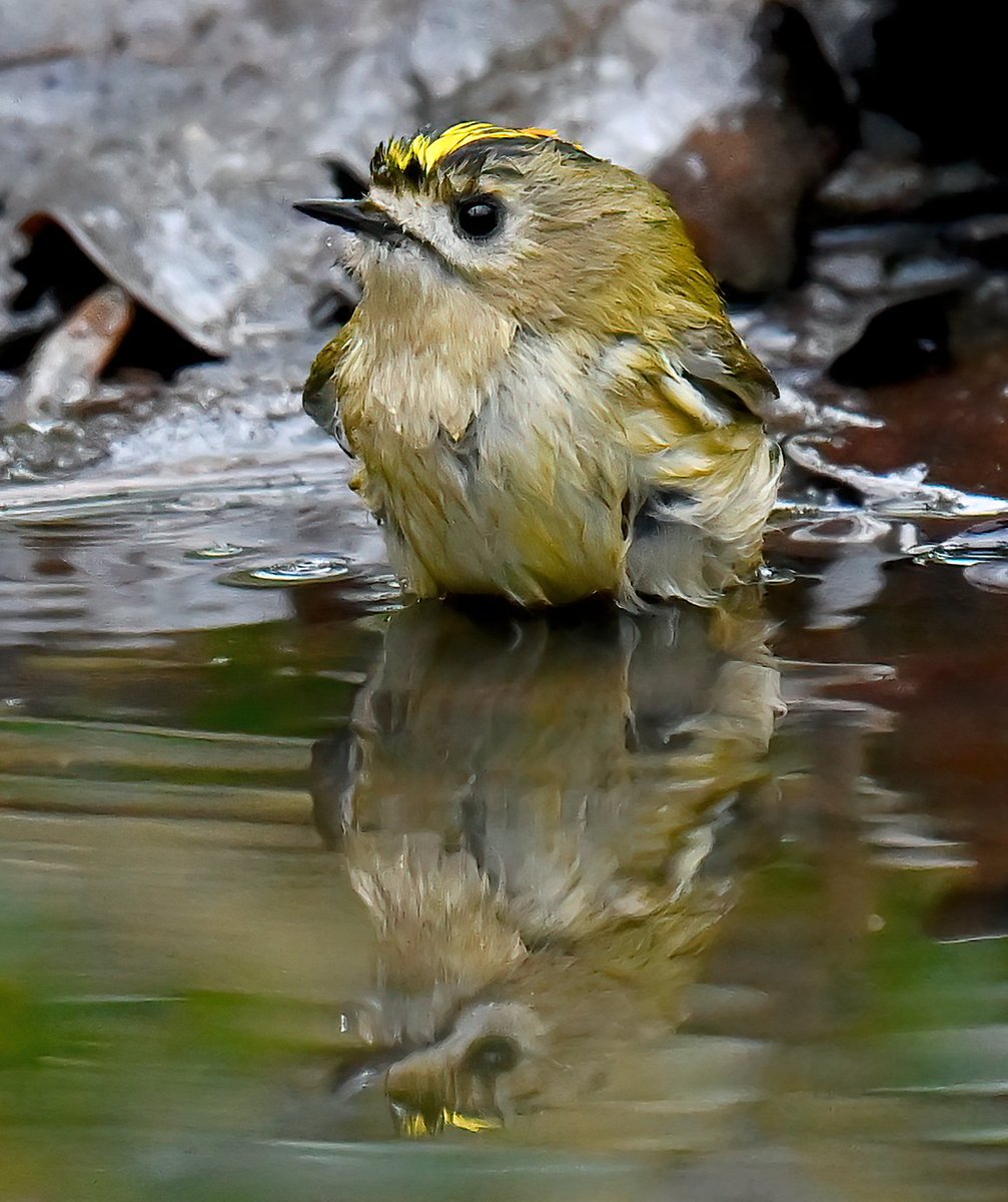 Soggy tiny Goldcrest in a puddle!😍 On a scale of one to ten, how cute do you find it? 😁🐦