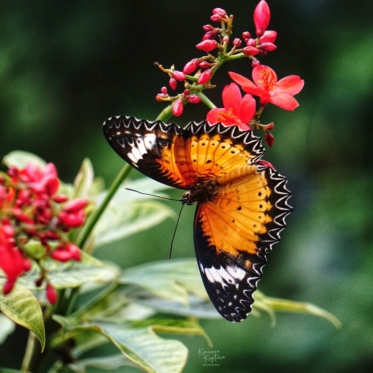 Hang on, friends, the weekend is almost here!!

#KarissasKaptures #Butterfly #ButterflyGarden #butterfliesofinstagram #SpringIsComing #TGIT #ThisIsRoc #SonyPhotography #SonyAlpha #Bokeh #RochesterNY #StrongMuseumOfPlay