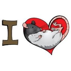 Rats Make Me Happy (@ratsmakemehappy) on Twitter photo 2024-03-14 21:05:03