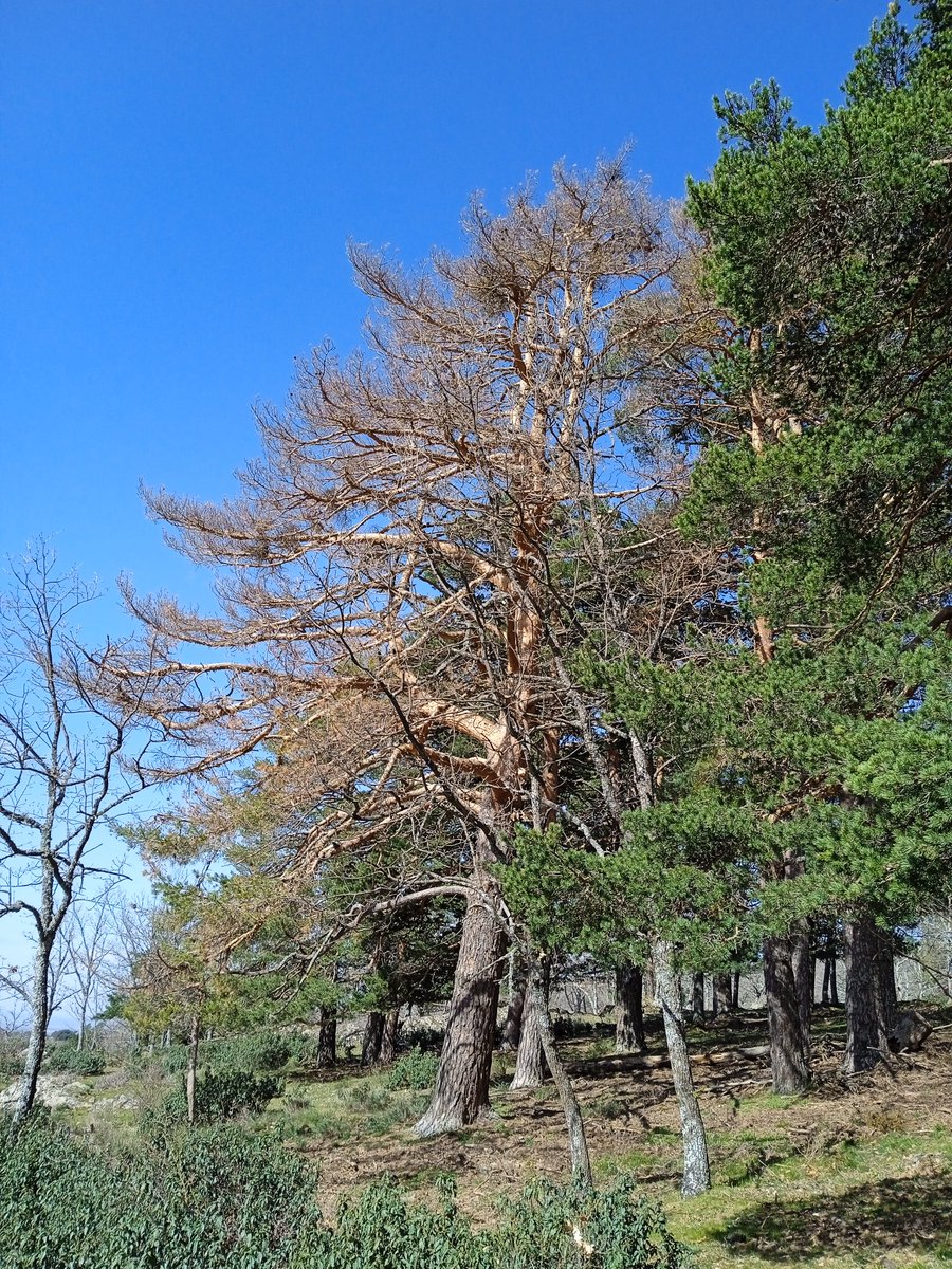 ajpelu's tweet photo. Awesone #fieldwork in Mediterranean mixed forest in #Guadarrama National Park. Inspiring and interesting scientific discussions on #TreeMortality @INIA_es https://t.co/rM8kvlrXJF