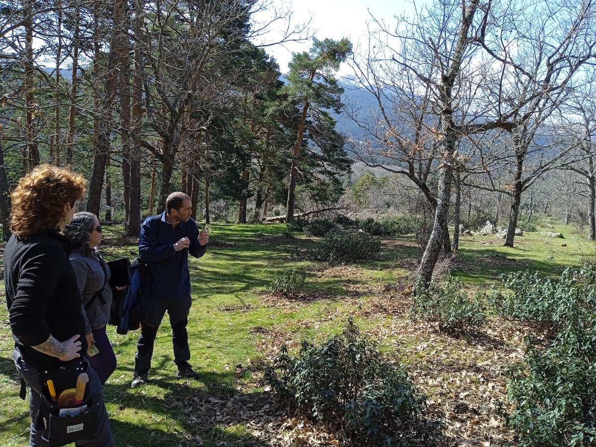 ajpelu's tweet photo. Awesone #fieldwork in Mediterranean mixed forest in #Guadarrama National Park. Inspiring and interesting scientific discussions on #TreeMortality @INIA_es https://t.co/rM8kvlrXJF