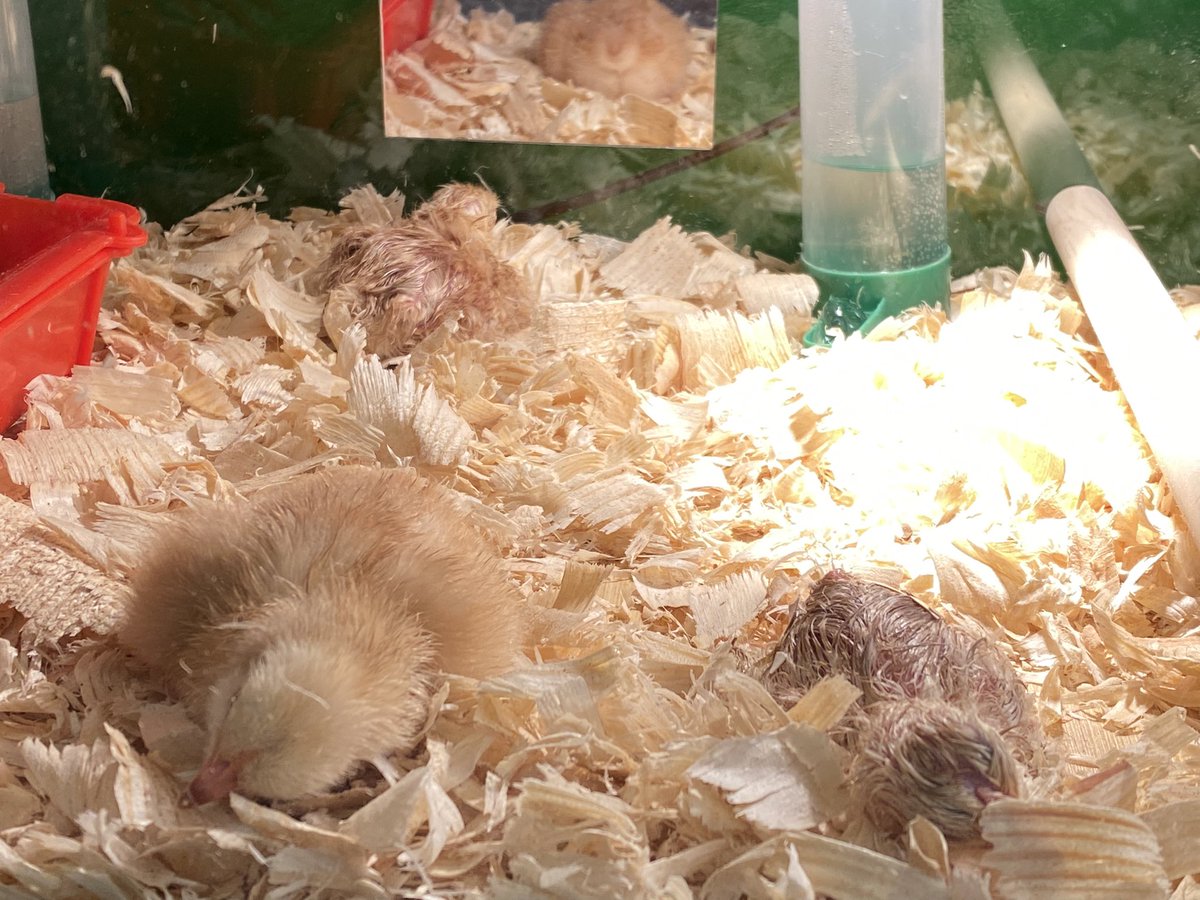 Ingalls the Librarian tweet media