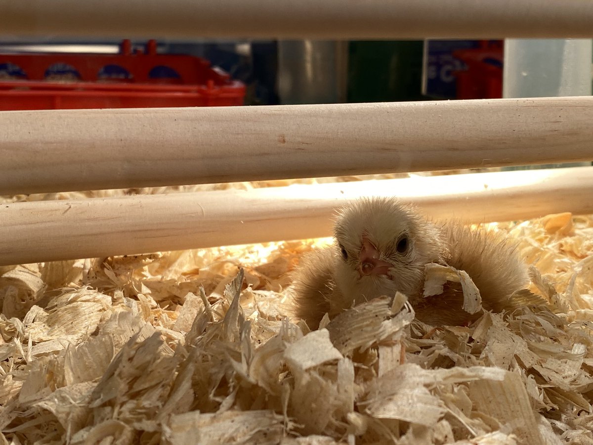 Ingalls the Librarian tweet media