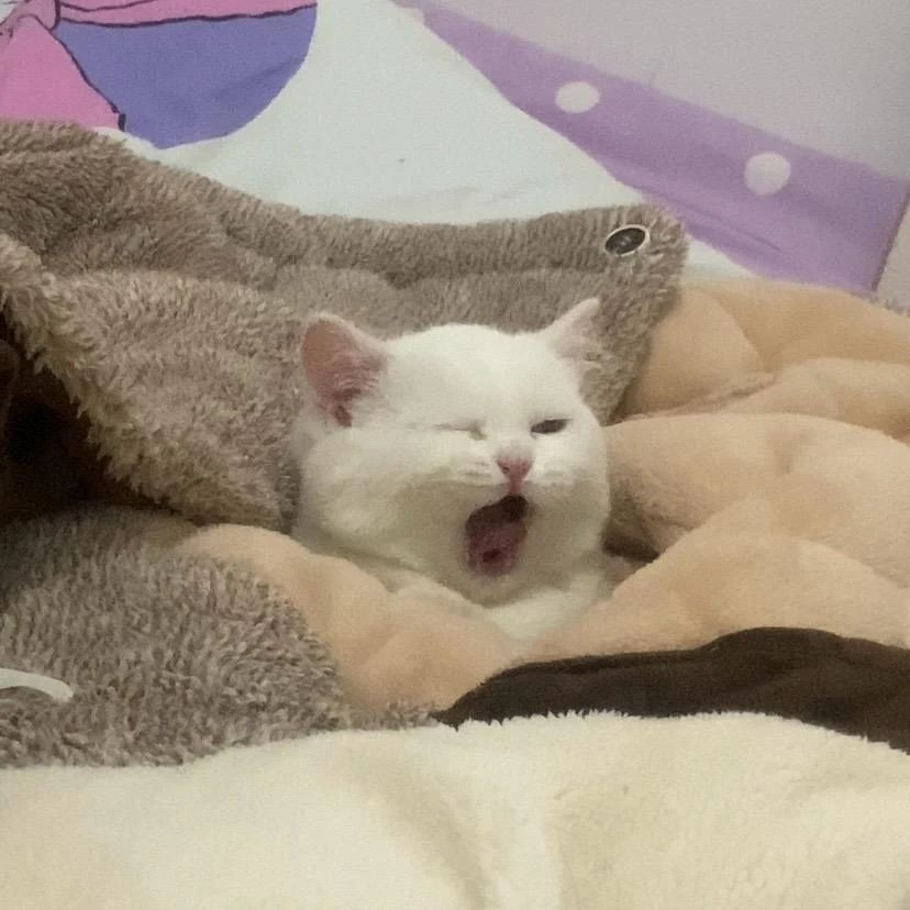 Punch Cat tweet media