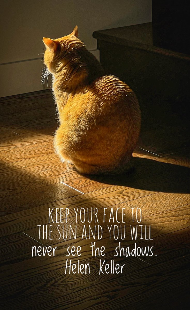 Sunbeam meditation with LucyFurr. 😻🧡☀️ #CatsOfTwitter #sunbeam #meditation